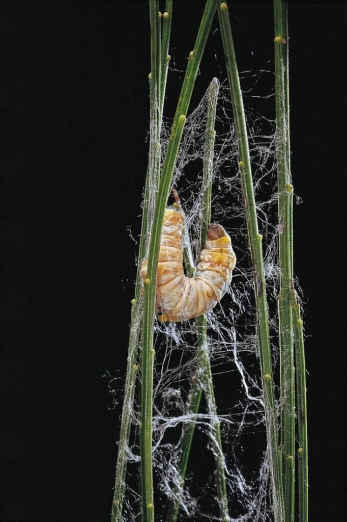 A silkworm spinning its cocoon. 